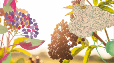 elderberry header 1200