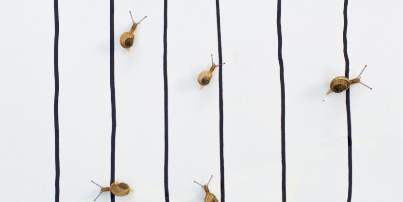 Snail race