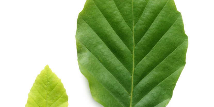 GettyImages-81868782_fullkopie