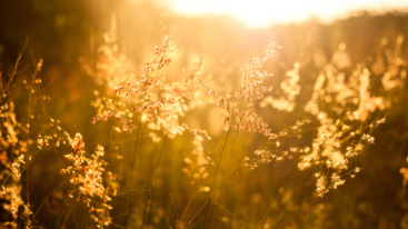 shutterstock_296833358