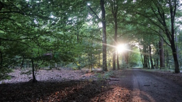 bosvakantiehuisdrenthe