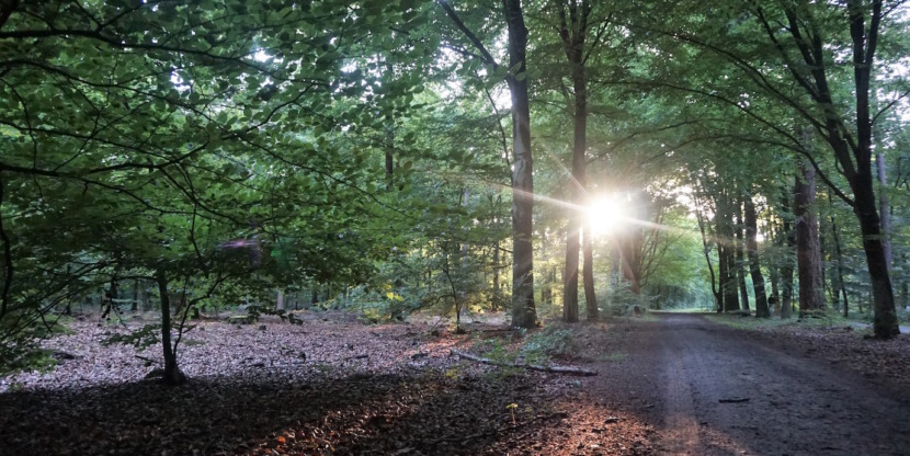 bosvakantiehuisdrenthe