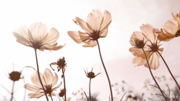 shutterstock_143302171