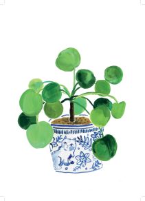 Poster pannenkoekplant