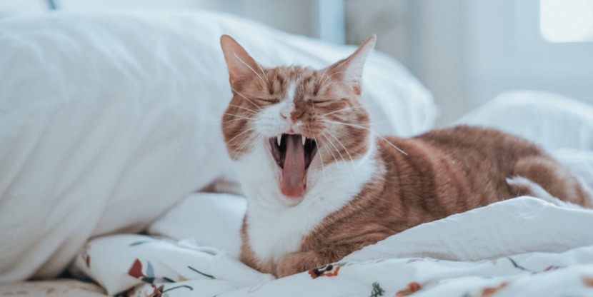 Inzichten over mindfulness