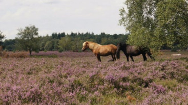 Wandelingen in Brabant