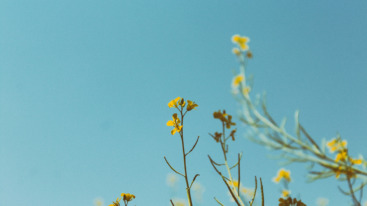 natuurfotografie met je telefoon