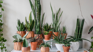 luchtzuiverende kamerplanten