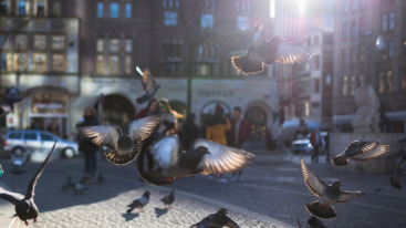 Birds in the city