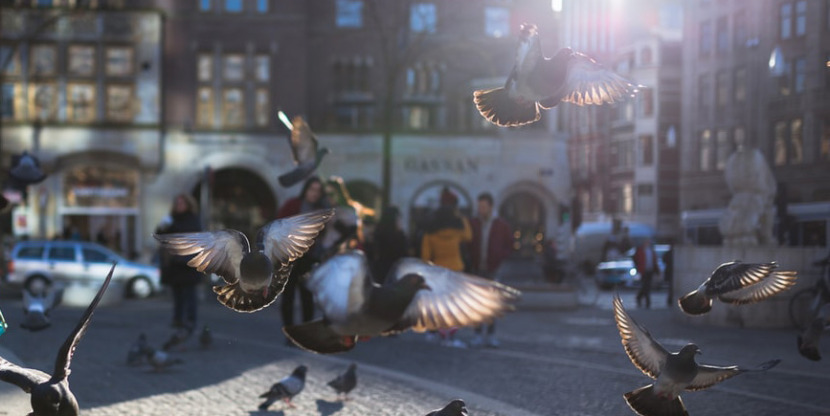 Birds in the city