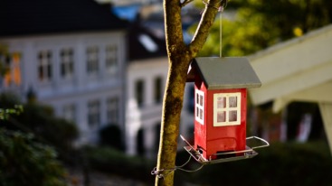 birdwatching option 1