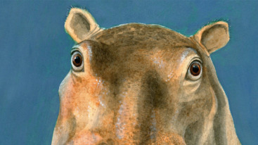 Wat je moet doen als je over een nijlpaard struikelt