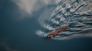 Nederlandse big five