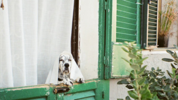 hondje kluizenaar 1 alleen leven