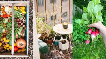 Verse groenten in een houten kist, een moestuin op een balkon en een hand met radijsjes
