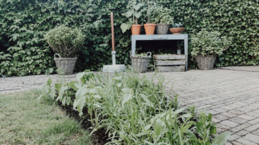 Pluktuin vierde blog