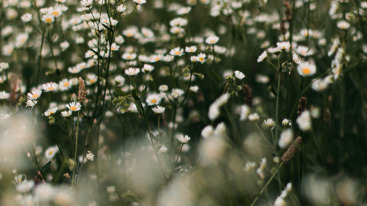 bloemen boek bezorgde brieven 2