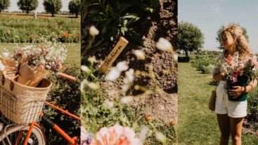 bloemen plukken in een pluktuin
