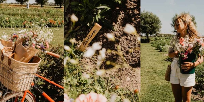 bloemen plukken in een pluktuin