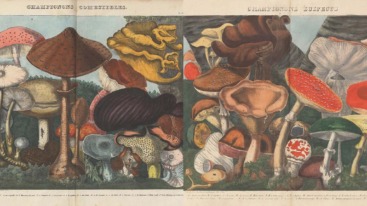 M. E. Descourtilz’s Atlas des Champignons (1827)