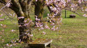 takjes met roze bloesem op een bloesemtocht