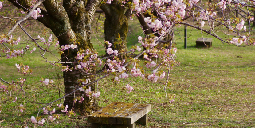 takjes met roze bloesem op een bloesemtocht