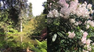 Pinetum Blijdenstein