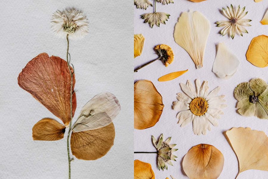 Zo maak je zelf een herbarium (mét inspiratie en handige tips)