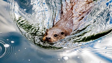 otter
