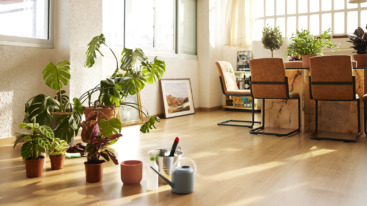 Potted Plants In Domestic Room
