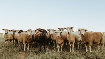 schapen in een kudde die elkaar volgen in plaats van hun gevoel