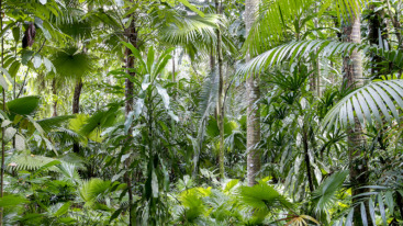 Trees And Plants At Amazon Region, Brazil