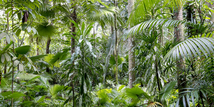 Trees And Plants At Amazon Region, Brazil