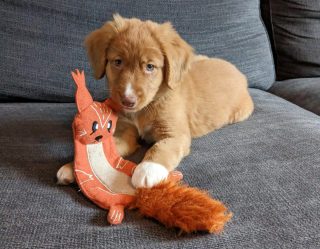 hond lowie eerste week