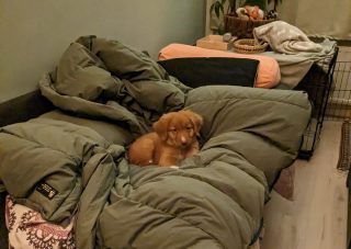 pup zindelijkheidstraining