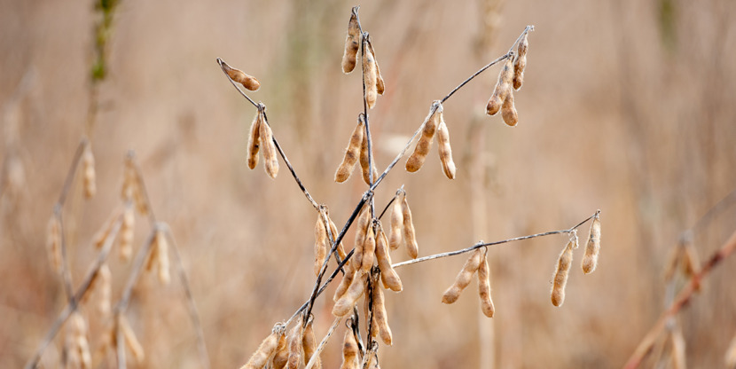Soybean plant