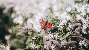 Butterfly in white flowers