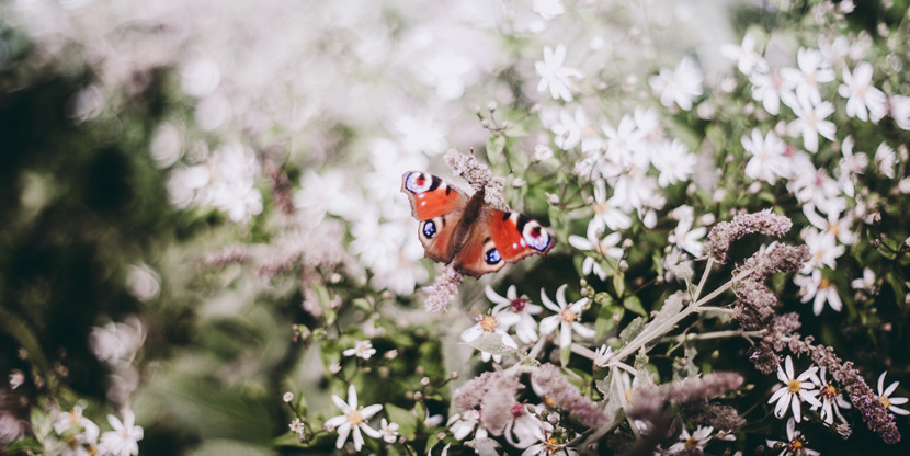 Butterfly in white flowers