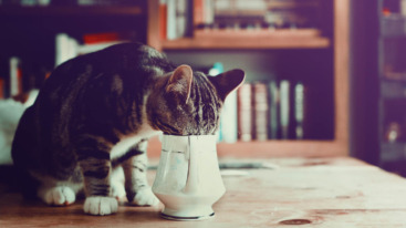 goed nieuws koffie voordelen nadelen
