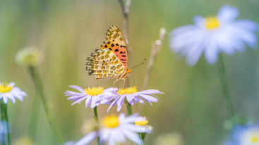 Close-up of butterfly pollinating on purple flower,South Korea