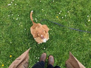 puppycursus hond emoties