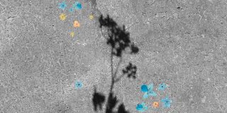 rustgevende foto van schaduw van bloem