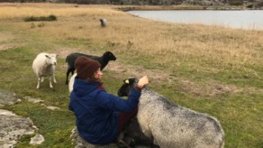 emigreren naar Zweden
