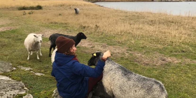 emigreren naar Zweden