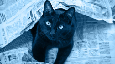 Black Cat Sitting In Newspaper