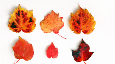 Deborah van der Schaaf