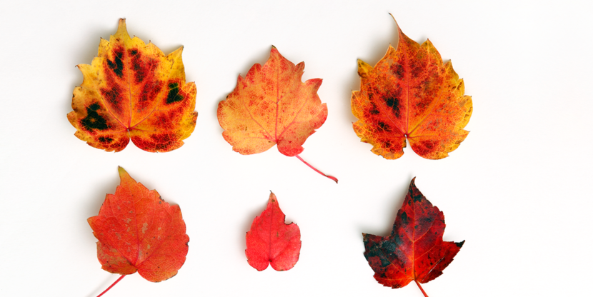 Deborah van der Schaaf