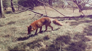 Goed Nieuws header151