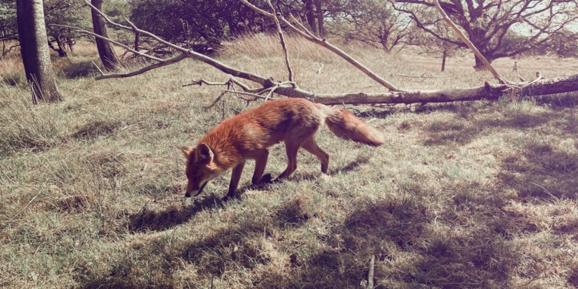 Goed Nieuws header151
