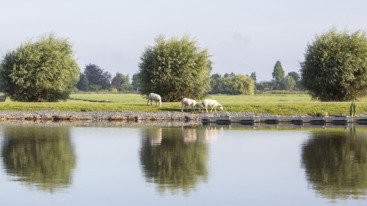 sheep graze on embankment of amstel river not far from amsterdam on sunny summer morning